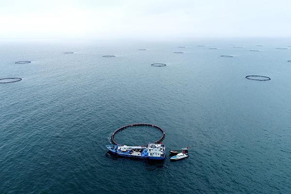 中网缆深远海养殖网箱群组成南海海洋牧场